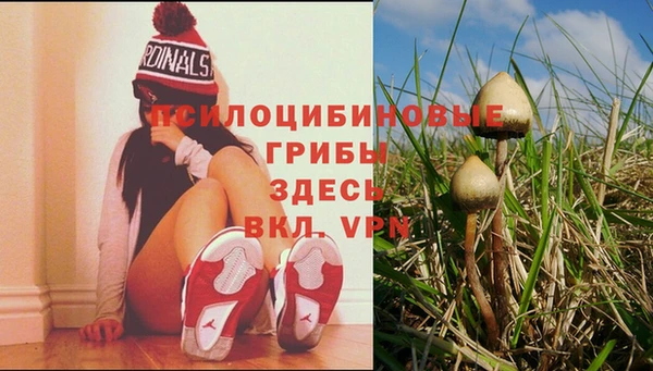 мяу мяу мука Абаза